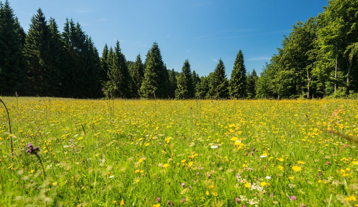 Natur pur im Biosphärenreservat Thüringer Wald, hier eine unberührte Bergwiese in voller Blüte © Dominik Ketz